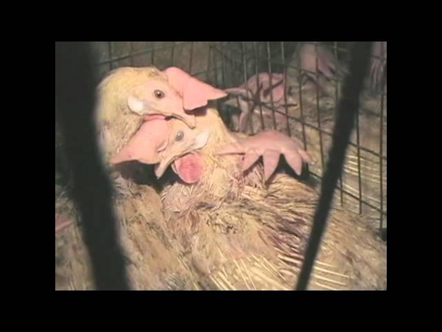 Meet Your Meat: Egg-Laying Hens