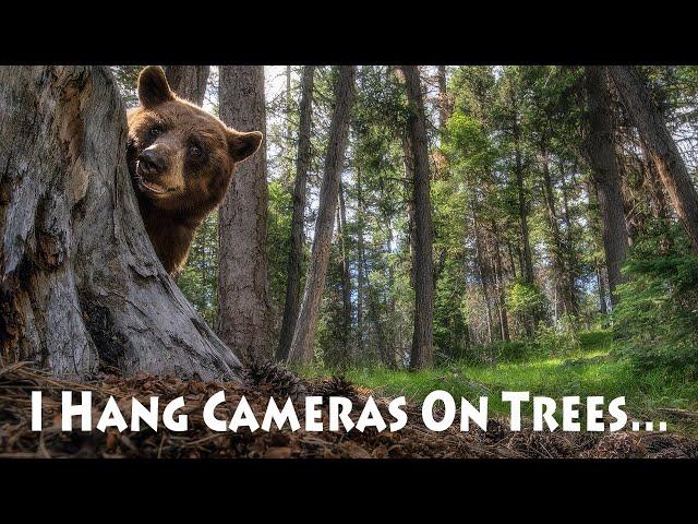 Montana Wildlife - Trail Cam Footage Compilation, Episode 1