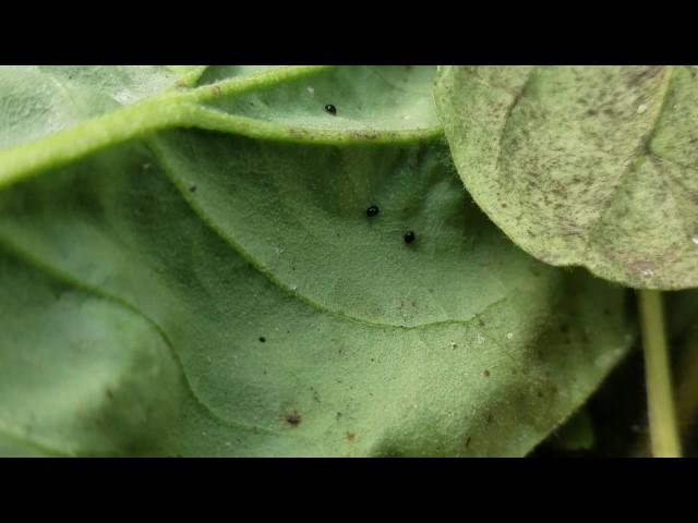 Delphastus catalinae Attack Bemisia tabaci [Silverleaf Whitefly]