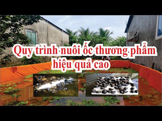 QUY TRÌNH NUÔI ỐC BƯƠ ĐEN TRÊN BỂ BẠC A-Z || TRẠI GIỐNG KAKA QUỐC 0927 579 959 QUỐC BẢO