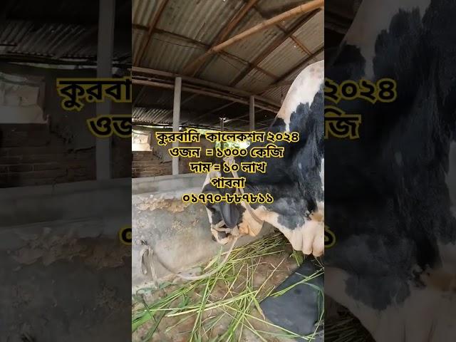 #qurbani2024#biggestcowinbangladesh #cow #qurbanicollection #shortvideo #youtubeshorts #shorts