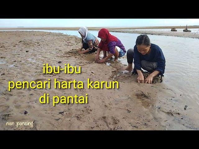 cara mencari kerang di pantai