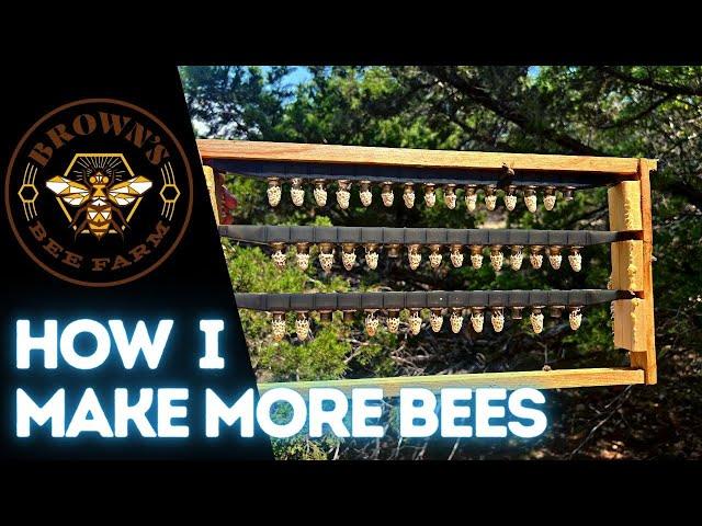 HOW TO MAKE QUEENS, NUCS, and NEW COLONIES!! Make More Bees!