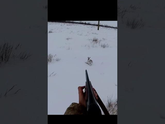 "Точность в снегу: успешная охота на кролика"#chasse #hunting #весенняяохота #rabbit #hunt #sniper