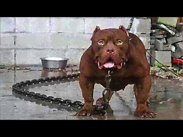 TOP 10 MOST DANGEROUS DOGS IN THE WORLD