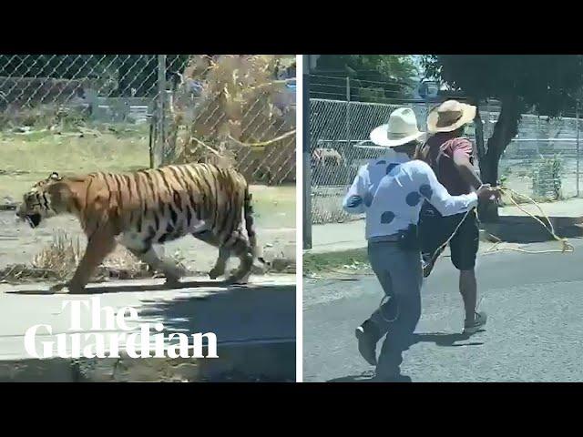 Escaped tiger caught with lasso on streets of Guadalajara