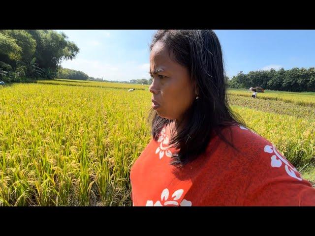 CEK KONDISI SAWAH SAAT INI KETOK E WES WAYAH E PANEN IKI WAH JELAS KAYA TENAN IKI 