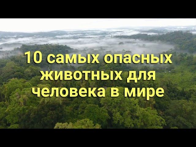 10 самых опасных животных  для человека в мир