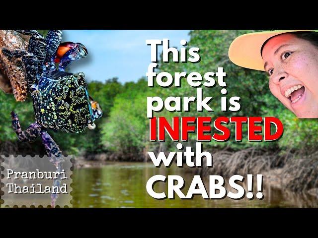 COUNTLESS CRABS Sprawling in Pranburi Forest Park | Thailand | Travellers | Alissa & Jay