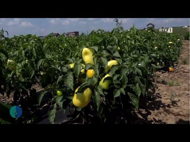 Toka - Sivjet më pak somborka e më shumë fafarona  16.09.2023