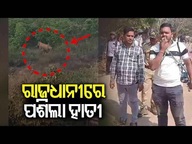 Elephant spotted roaming near AIIMS in Bhubaneswar | Kalinga TV