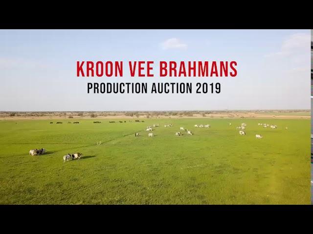 Brahman cattle part 3: Top quality Grey Brahman cattle at kroon-Vee Brahman breeding farm