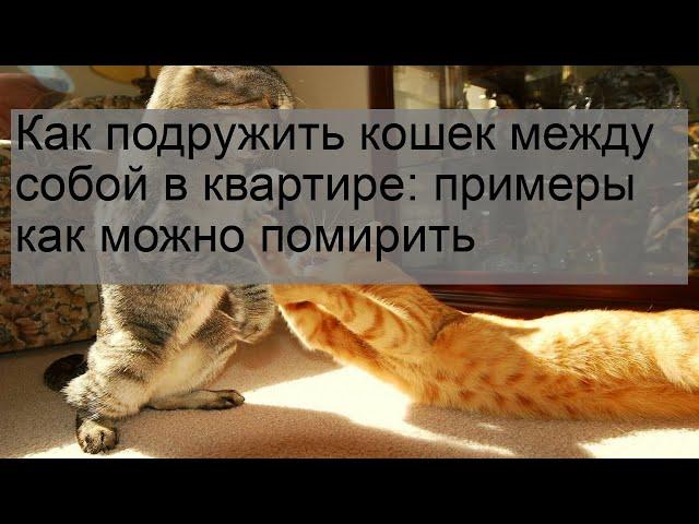 Как подружить кошек между собой в квартире: примеры как можно помирить