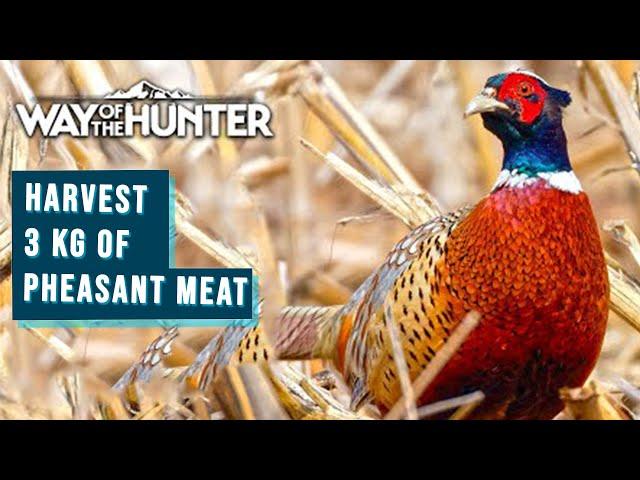 WAY Of The HUNTER | Harvest 3 KG of Pheasant Meat