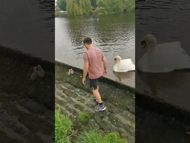 Hero save baby Swan. get attacked by dad swan