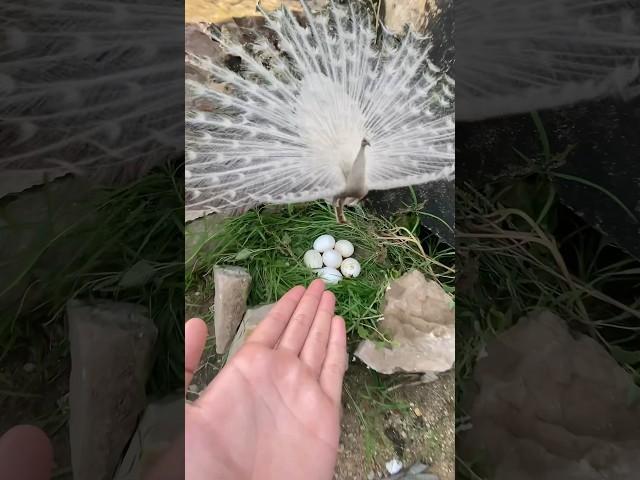 Peacock ne eggs de diye  #peacock #pets #petsvlog #animals #shorts ￼￼