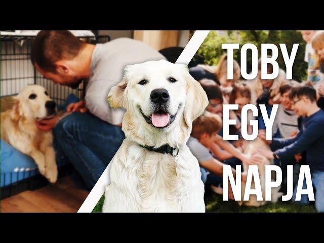 TOBY NARRÁLJA EGY NAPJÁT | Toby VLOG #23