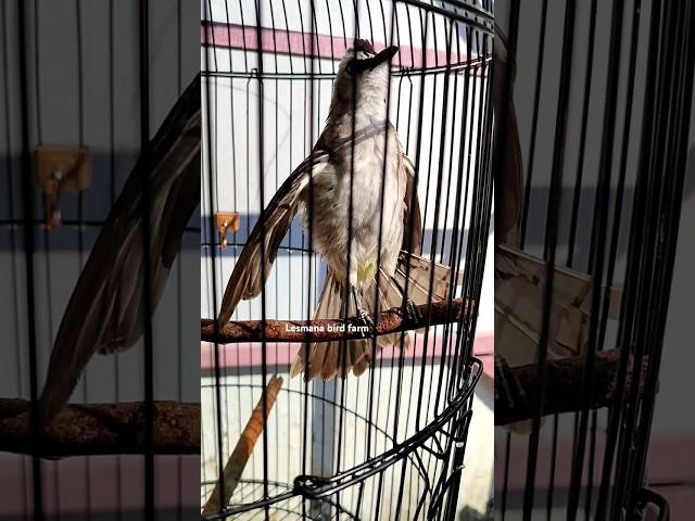 burung trucukan kebo jawa timur memang menggoda