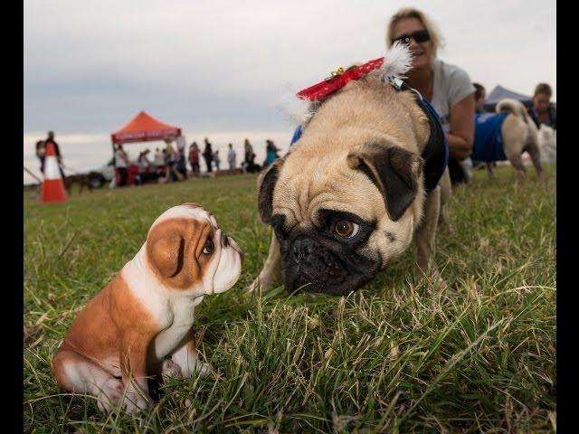 Million Paws Paws Walk 2014