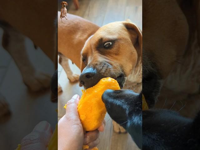 Dogs eat ripe mango #mangofordogs #dogseatmango #mango #rescuedogs #sweetmango #