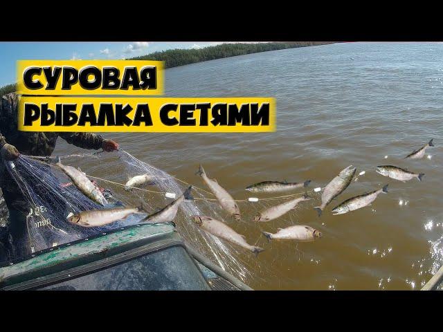 Суровая рыбалка сетями. Рыбалка на Амуре. Промысловый лов.