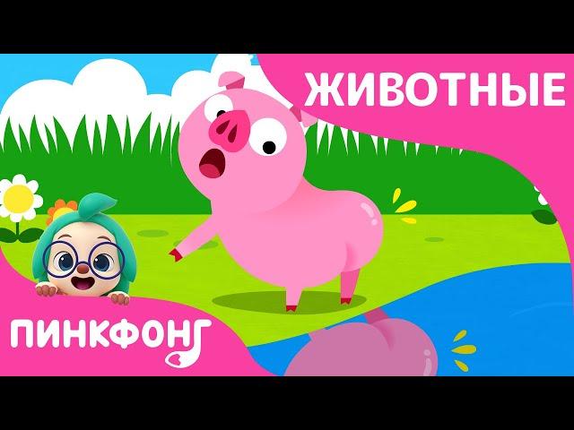 Видел Кто-нибудь Мой Хвост? | Песни про Животных | Пинкфонг Песни для Детей