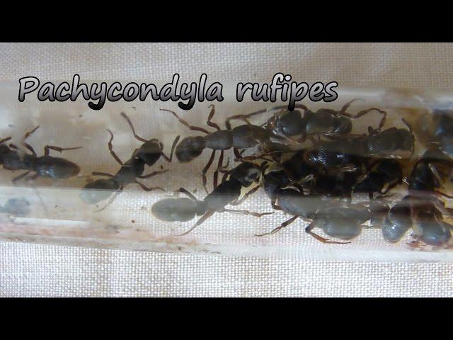 Мои муравьи-пожарные Pachycondyla rufipes