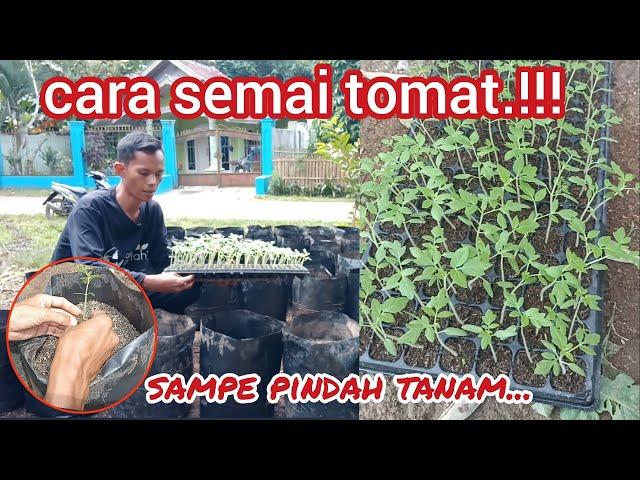 cara mudah semai tomat dari awal sampe pindah tanam.#semai #tomat #garden