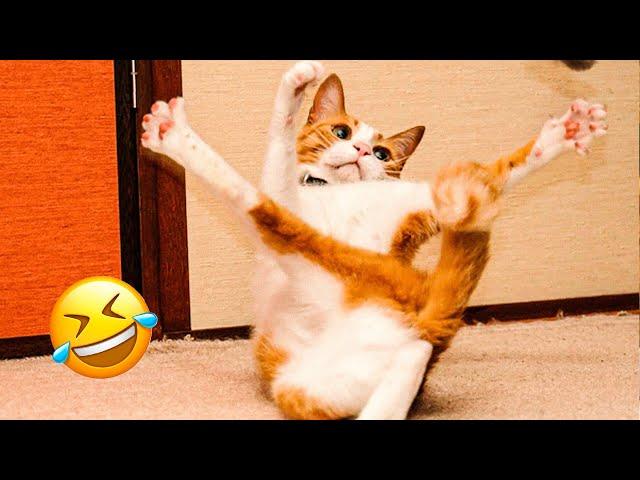 Best Animal Videos 2024  - Funniest Dogs  And Cats  Moments