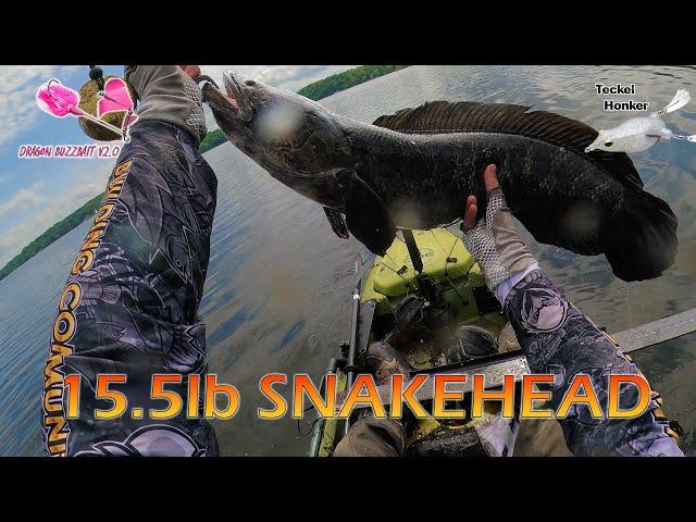 15+ POUND SNAKEHEAD: BUZZBAIT & FROG FISHING MADNESS on the Potomac; Snakehead Tournament Fishing