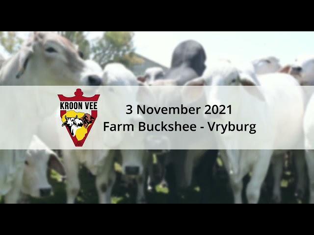 Top quality Brahman heifers are up for grabs this November at the KROON-VEE PRODUCTION auction