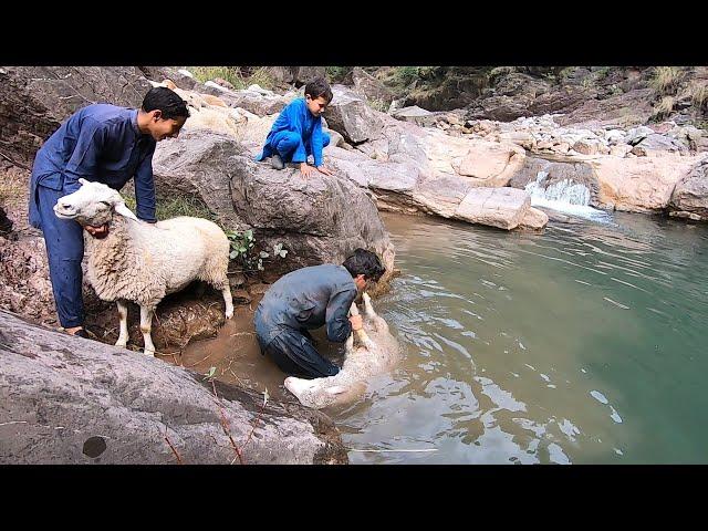 sheep headers || Bathing the sheep || Sheep and goats || Kashmiri bakarwal