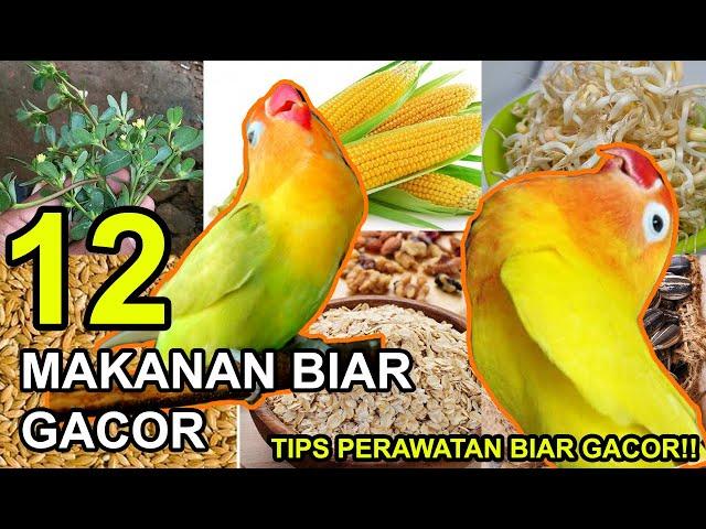 12 Makanan BURUNG LOVEBIRD Biar Gacor dan Tips Perawatan TERBARU 2022