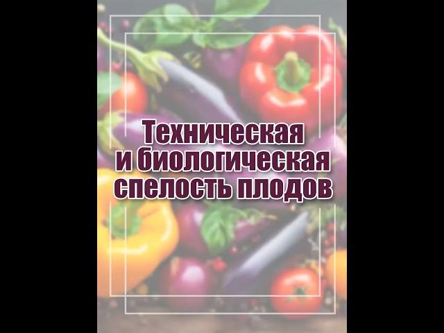 Перцы и баклажаны: когда их лучше есть?