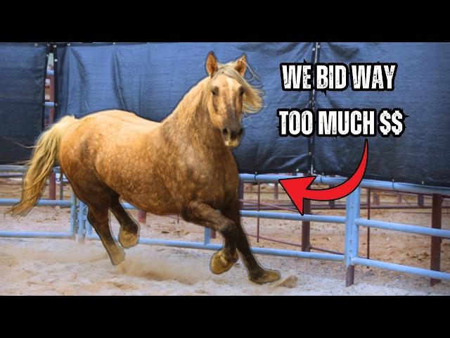 Our First Wild Horse Auction – Did We Win Our Dream Mustang?