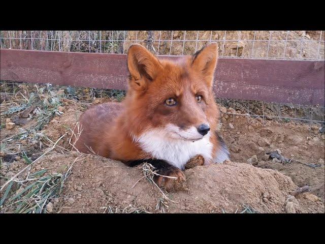 [English Subtitles] Foxes in Love - Alf Fox and Foxie Fox