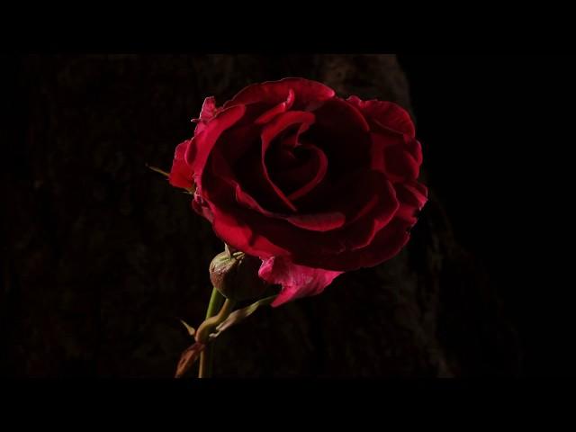 Red rose flower opening and dying time lapse