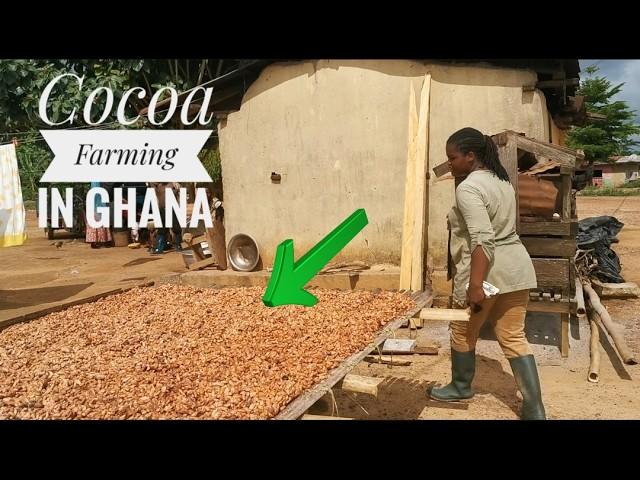 Impressive Price Hikes For Ghana's Cocoa | Cocoa Farmers Happy | Frenat Farms