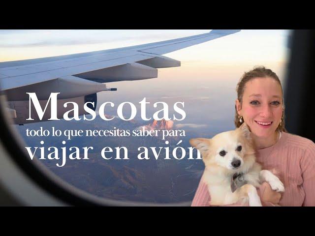 VIAJAR CON TU PERRO EN AVIÓN | recomendaciones CLAVES