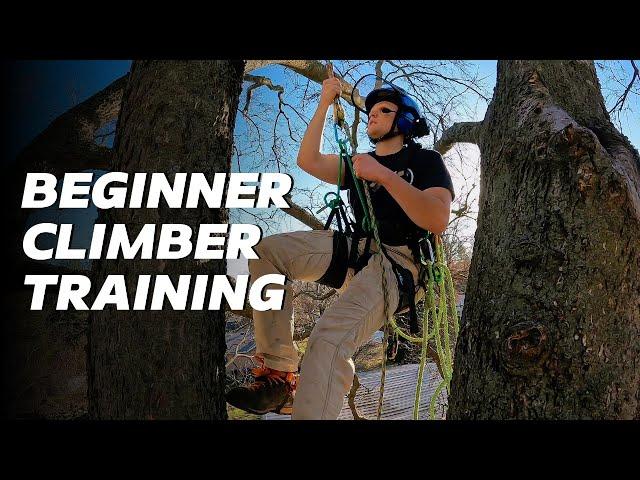 Tree Climbing 101: A Beginner's Guide to the Basic Fundamentals