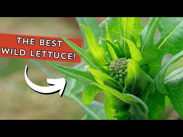 Everyone uses the BEST wild lettuce WRONG! Are you?