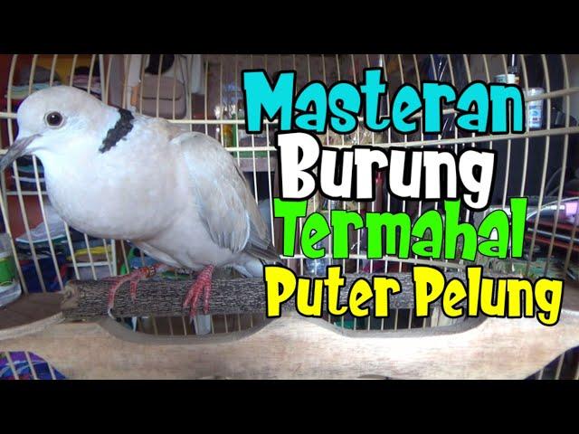 Masteran Burung Termahal , Puter Pelung