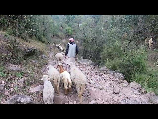 The sheep herding lifestyle of the village people