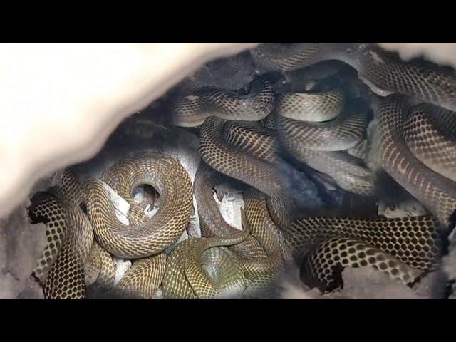 ISANG DOSENANG COBRA NAGPUGAD SA PUNO NG MANGGA SA GUIMBA, NUEVA ECIJA | Sam Tuklaw | Super Kokok