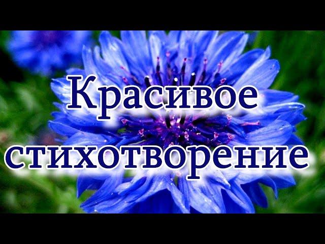 Красивое стихотворение "Я простой василек.." Ирины Самариной-Лабиринт ПОСЛУШАЙТЕ!