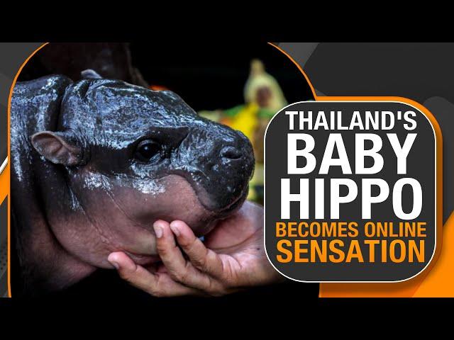 Baby Hippo Moo Deng Causes Fan Frenzy in Thailand | Viral Sensation at Khao Kheow Zoo | News9