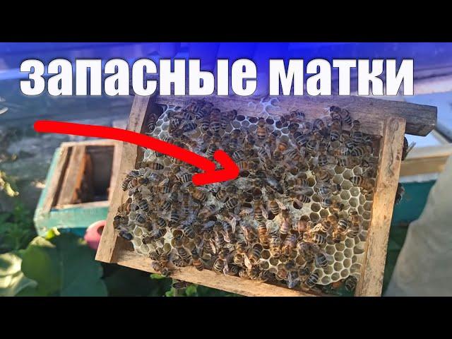 Запасные матки. Нуклеус для пасеки