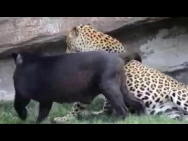 MATING leopard and black panther