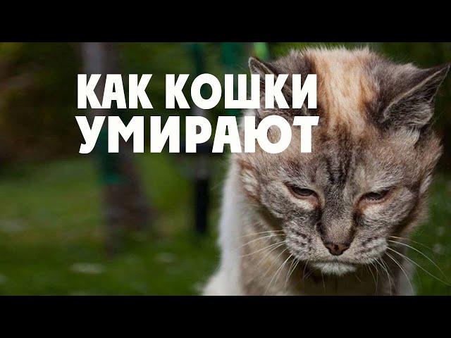 Как умирают кошки и почему уходят из дома? Как помочь умирающей кошке