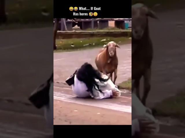  What...If Goat  as horns  #funnyvideo #goat